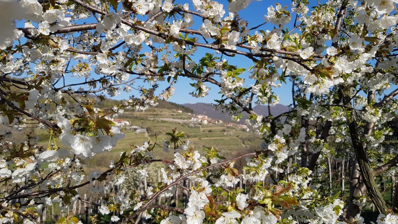 Valentina Guest House At Pintar Wine Estate Kojsko Dış mekan fotoğraf