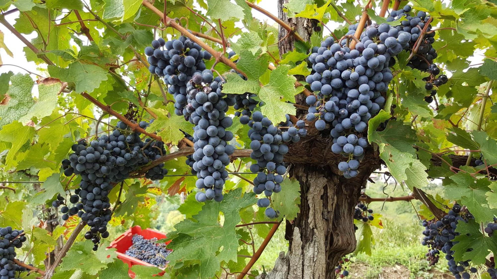 Valentina Guest House At Pintar Wine Estate Kojsko Dış mekan fotoğraf